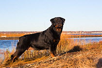 Rottweiler in salt marsh by tidal river, Madison, Connecticut, USA