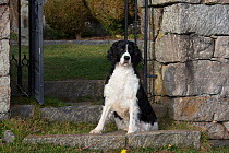 English Springer Spaniel (show type) on estate grounds, Waterford, Connecticut, USA