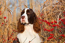 English Springer Spaniel (show type) by red berries, wild grasses, Waterford, Connecticut, USA