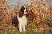English Springer Spaniel (show type) by red berries, wild grasses, Waterford, Connecticut, USA
