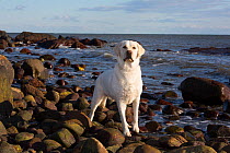 RF - Domestic Labrador retriever on rocky seashore. Madison, Connecticut, USA. December. (This image may be licensed either as rights managed or royalty free.)