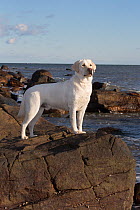 Yellow Labrador retriever on rocky seashore, Madison, Connecticut, USA
