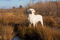 Yellow Labrador retriever in salt marsh, Madison, Connecticut, USA