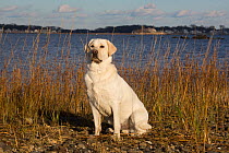Yellow Labrador retriever by tidal river in salt marsh, Madison, Connecticut, USA