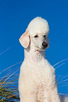 RF - Head portrait of domestic Standard poodle on sand dune. Waterford, Connecticut, USA. December. (This image may be licensed either as rights managed or royalty free.)