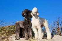 RF - Domestic Standard poodles on sand dune. Waterford, Connecticut, USA. December. (This image may be licensed either as rights managed or royalty free.)