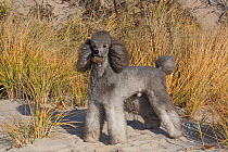 RF - Domestic Standard poodle on sand dune. Waterford, Connecticut, USA. December. (This image may be licensed either as rights managed or royalty free.)