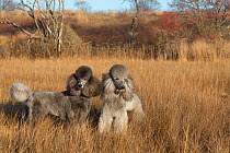 RF - Domestic Standard poodles in salt marsh, Waterford, Connecticut, USA. December 2012. (This image may be licensed either as rights managed or royalty free.)