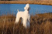Standard Poodle in salt marsh, Waterford, Connecticut, USA