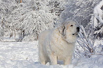Male Great Pyrenees dog in snow, Littleton, Massachusetts, USA