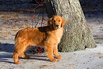 Young Golden retriever, age 4 months, in early January, Spencer, Massachusetts, USA.