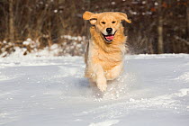 RF - Domestic male Golden retriever running in snow. Franklin, Connecticut, USA. January. (This image may be licensed either as rights managed or royalty free.)