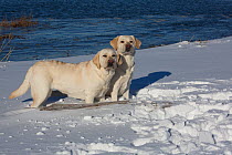 Yellow Labrador retrievers in fresh snow, Clinton, Connecticut, USA