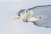 RF - Trumpeter Swans (Cygnus buccinator) on edge of Upper Yellowstone River. Hayden Valley, Yellowstone National Park, Wyoming, USA. January. (This image may be licensed either as rights managed or ro...