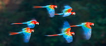 Group of Red-and-green macaws (Ara chloropterus) in flight over forest canopy. Buraco das Araras (Sinkhole of the Macaws), Jardim, Mato Grosso do Sul, Brazil. September.