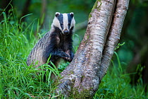 RF - European Badger (Meles meles) foraging at tree trunk in deciduous woodland.  Mid Devon, UK. June. (This image may be licensed either as rights managed or royalty free.)
