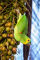 Orange-winged Amazon parrot (Amazona amazonica) feeding on palm fruits. Southern Pantanal, Moto Grosso do Sul State, Brazil. September.