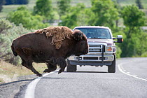 American bison (Bison bison) running in front of a tourist vehicle on the road through the Lamar Valley. Yellowstone National Park, Wyoming, USA. June