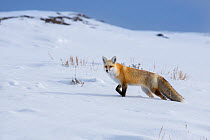 Red Fox (Vulpes vulpes) foraging in deep snow. Hayden Valley, Yellowstone National Park, Wyoming, USA. January.