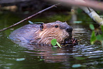 North American beaver (Castor canadensis) feeding on Aspen twigs at the edge of a pond. Grand Teton National Park, Wyoming, USA. June