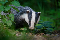 RF - European badger (Meles meles) foraging in deciduous woodland., Mid Devon, UK. June. (This image may be licensed either as rights managed or royalty free.)
