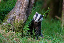 European badger (Meles meles) foraging in deciduous woodland. June, Mid Devon, UK.