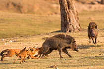 Indian Wild Dogs or Dhole (Cuon alpinus) attacking / hunting a Wild boar. Pench National Park, Madhya Pradesh, India.