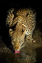 Leopard (Panthera pardus) female drinking at night. South Luangwa National Park, Zambia.