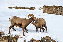 Rocky Mountain Bighorn Sheep (Ovis canadensis canadensis) male sparring / fighting Lamar Valley, Yellowstone National Park, Wyoming, USA. January
