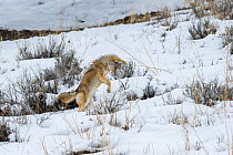 Coyote (Canis latrans) pouncing,  hunting for rodents in snow. Lamar River Valley, Yellowstone National Park, Wyoming, USA.
