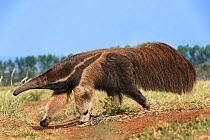 RF - Adult Giant Anteater (Myrmecophaga tridactyla)  foraging. Southern Pantanal, Moto Grosso do Sul State, Brazil. September. (This image may be licensed either as rights managed or royalty free.)