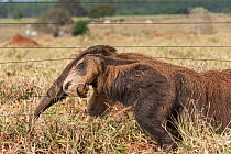 Adult Giant Anteater (Myrmecophaga tridactyla) climbing through a cattle fence. Southern Pantanal, Moto Grosso do Sul State, Brazil. September.