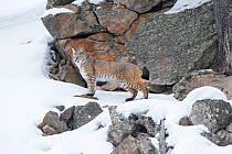 RF - North American bobcat (Lynx rufus). Madison River Valley, Yellowstone National Park, Wyoming, USA. January. (This image may be licensed either as rights managed or royalty free.)