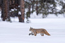 North American bobcat (Lynx rufus) walking through deep snow. Madison River Valley, Yellowstone National Park, Wyoming, USA. January