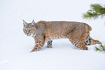 North American Bobcat (Lynx rufus) stalking through deep snow. Madison River Valley, Yellowstone National Park, Wyoming, USA. January