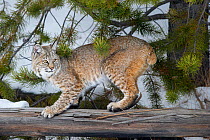 North American bobcat (Lynx rufus) scratching / sharpening its claws on fallen tree trunk. Madison River Valley, Yellowstone National Park, Wyoming, USA. January