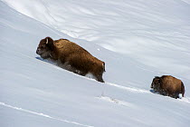 American bison (Bison bison) with calf pushing through deep snow in the Hayden Valley. Yellowstone National Park, Wyoming, USA. January.