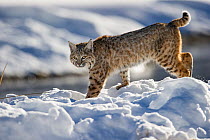 North American Bobcat (Lynx rufus) stalking along Madison River. Yellowstone National Park, Wyoming, USA. January