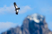 RF - Andean condor (Vultur gryphus) flying over Torres del Paine Massif. Torres del Paine National Park, Chilean Patagonia, Chile. March. (This image may be licensed either as rights managed or royalt...
