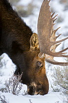 Moose (Alces alces) bull grazing in snow. Near Jackson Hole, Grand Teton National Park, Wyoming, USA.