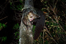 RF - Aye-aye (Daubentonia madagascariensis) female foraging in the middle canopy / understorey of dry deciduous forest at night. Northern Madagascar. Endemic. Endangered. (This image may be licensed e...