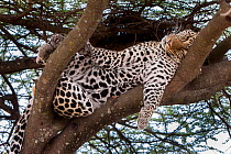 Leopard (Panthera pardus) male sleeping / resting on a tree bough. Long Gully near Ndutu, Ngorongoro Conservation Area, Tanzania. April.