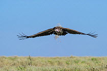 Adult Lappet-faced or Nubian Vulture (Torgos tracheliotos) carrying nesting material and returning to its nest. Serengeti National Park, Tanzania.