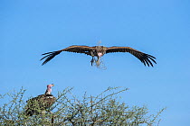 Lappet-faced vulture (Torgos tracheliotos) carrying nesting material returning to its mate at the nest. Serengeti National Park, Tanzania.