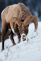 Rocky Mountain Bighorn Sheep (Ovis canadensis canadensis) male searching for grazing beneath deep snow. Lamar Valley, Yellowstone National Park, Wyoming, USA. January