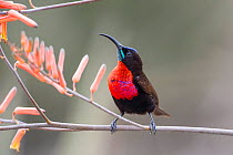 RF- Scarlet-chested sunbird (Chalcomitra senegalensis) male perched on Aloe flower. Ndutu area, Ngorongoro Conservation Area NCA / Serengeti National Park, Tanzania. (This image may be licensed either...