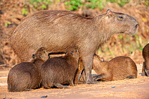 Capybara (Hydrochaeris hydrochaeris) suckling her brood of young. Sandbank on the Cuiaba River, Pantanal, Mato Grosso, Brazil.