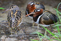 Greater painted snipe (Rostratula benghalensis) - male (left) and two females (right) - resting on edge of water. Ngorongoro Crater, Tanzania.