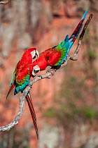 RF - Pair of Red-and-green macaws  (Ara chloropterus) preening. Buraco das Araras (Sinkhole of the Macaws), Jardim, Mato Grosso do Sul, Brazil. September. (This image may be licensed either as rights...