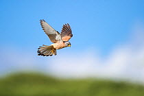 Lesser ketrel (Falco naumanni) in flight. Ndutu area, Ngorongoro Conservation Area NCA / Serengeti National Park, Tanzania.